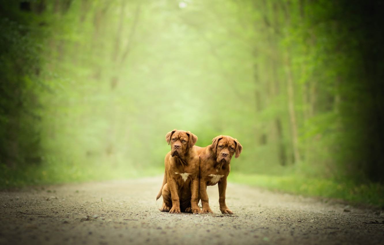 Photo Wallpaper Dogs, Pair, Bokeh, Twins, Dogue De - Dog Catches Something - HD Wallpaper 