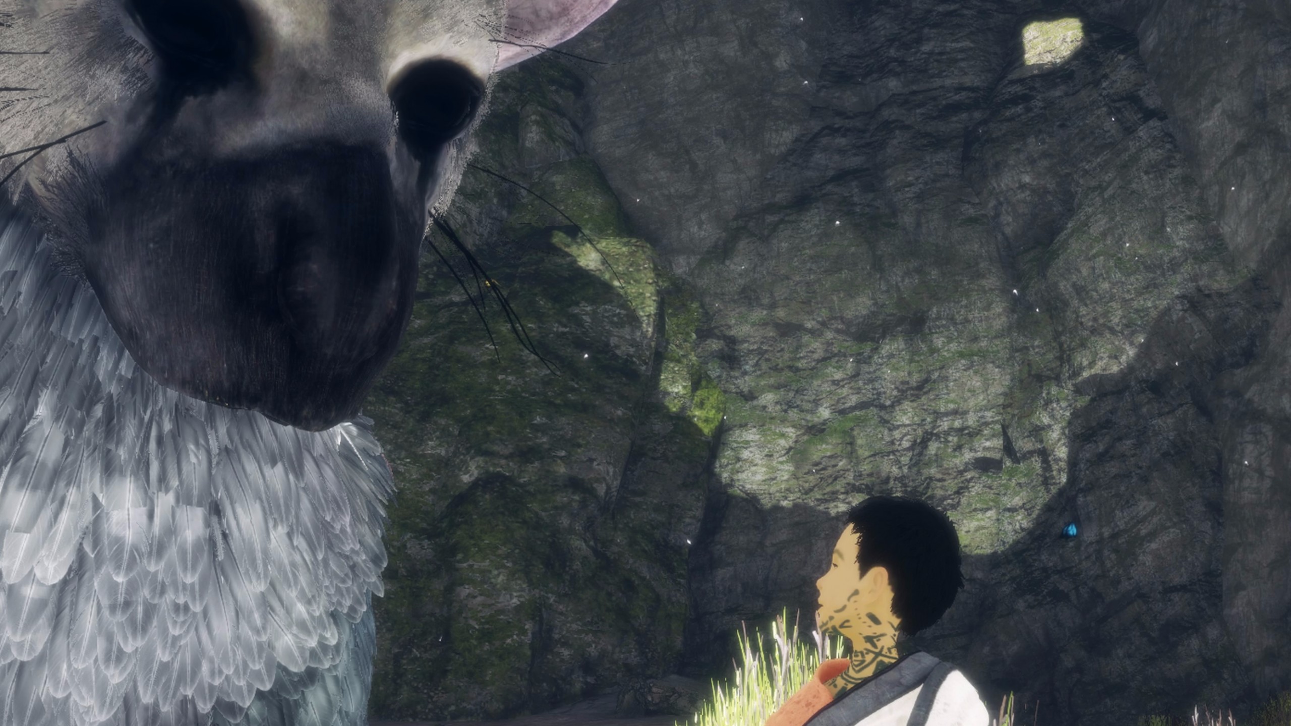 Indian Rhinoceros - HD Wallpaper 