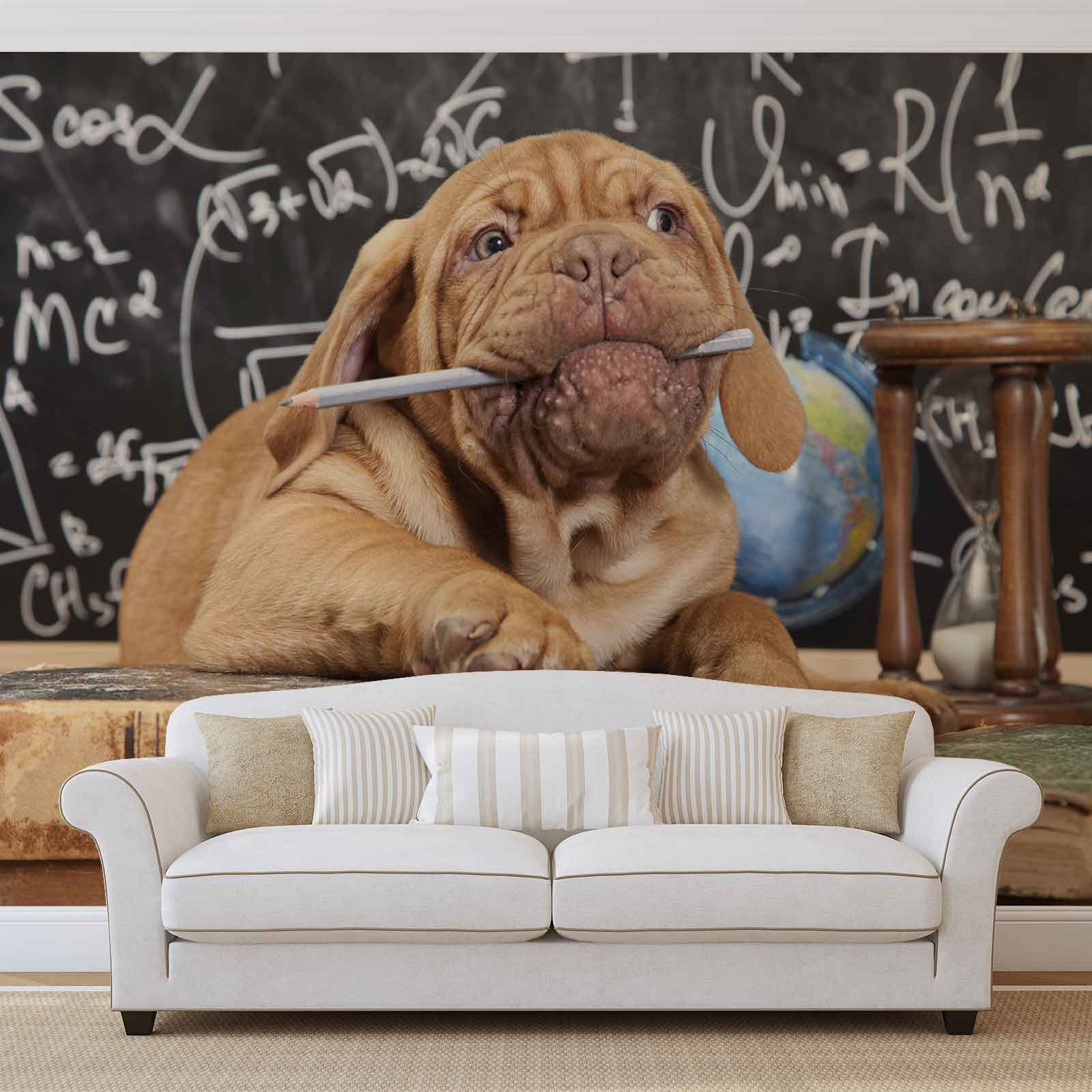 Wall Mural Photo Wallpaper Xxl Funny Puppy Dog Dogue - French Mastiff Puppies - HD Wallpaper 