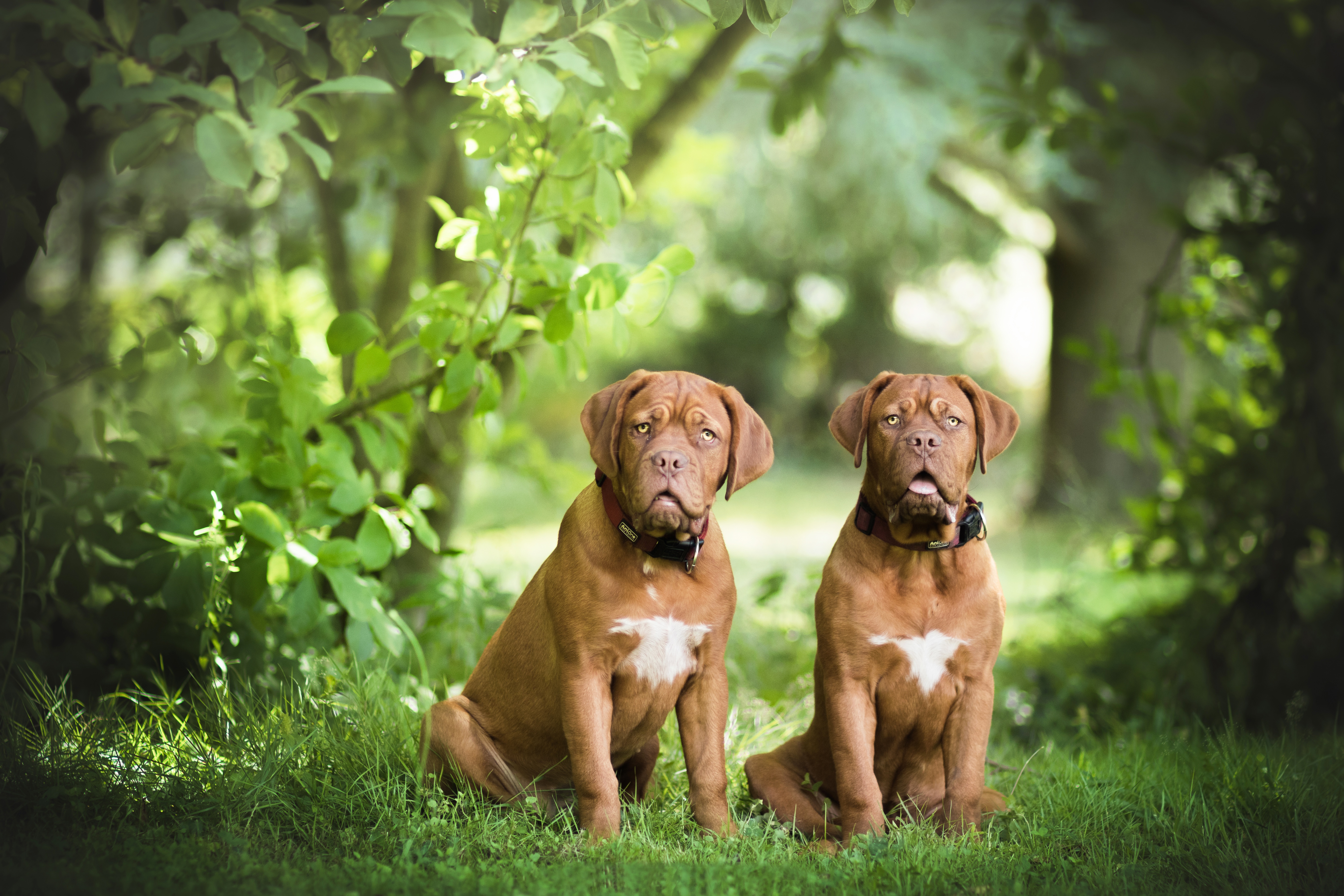 Dogue De Bordeaux Art - HD Wallpaper 