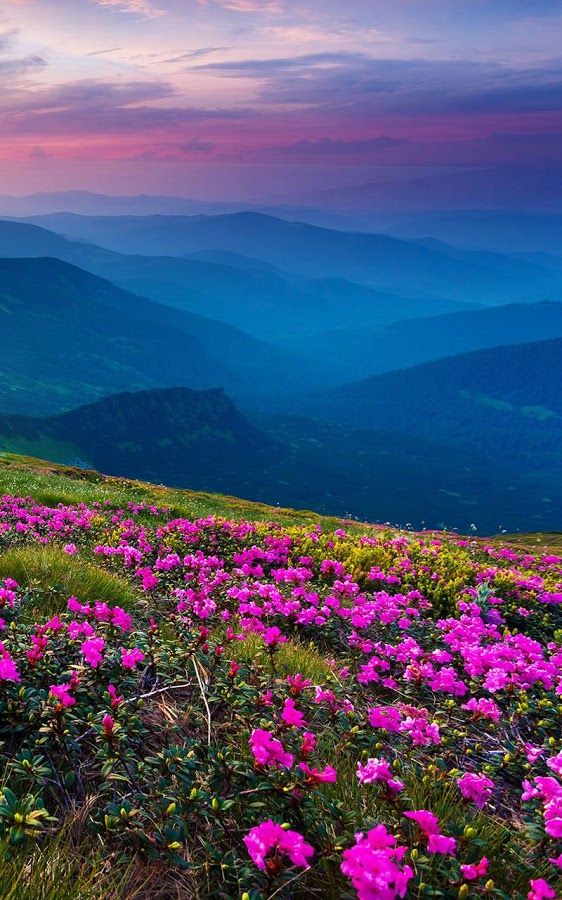 Valley Of Flowers Uttarakhand India - HD Wallpaper 