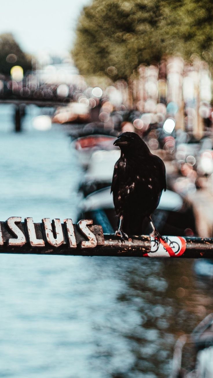 Amsterdam Iphone Wallpapers By Https - American Crow - HD Wallpaper 