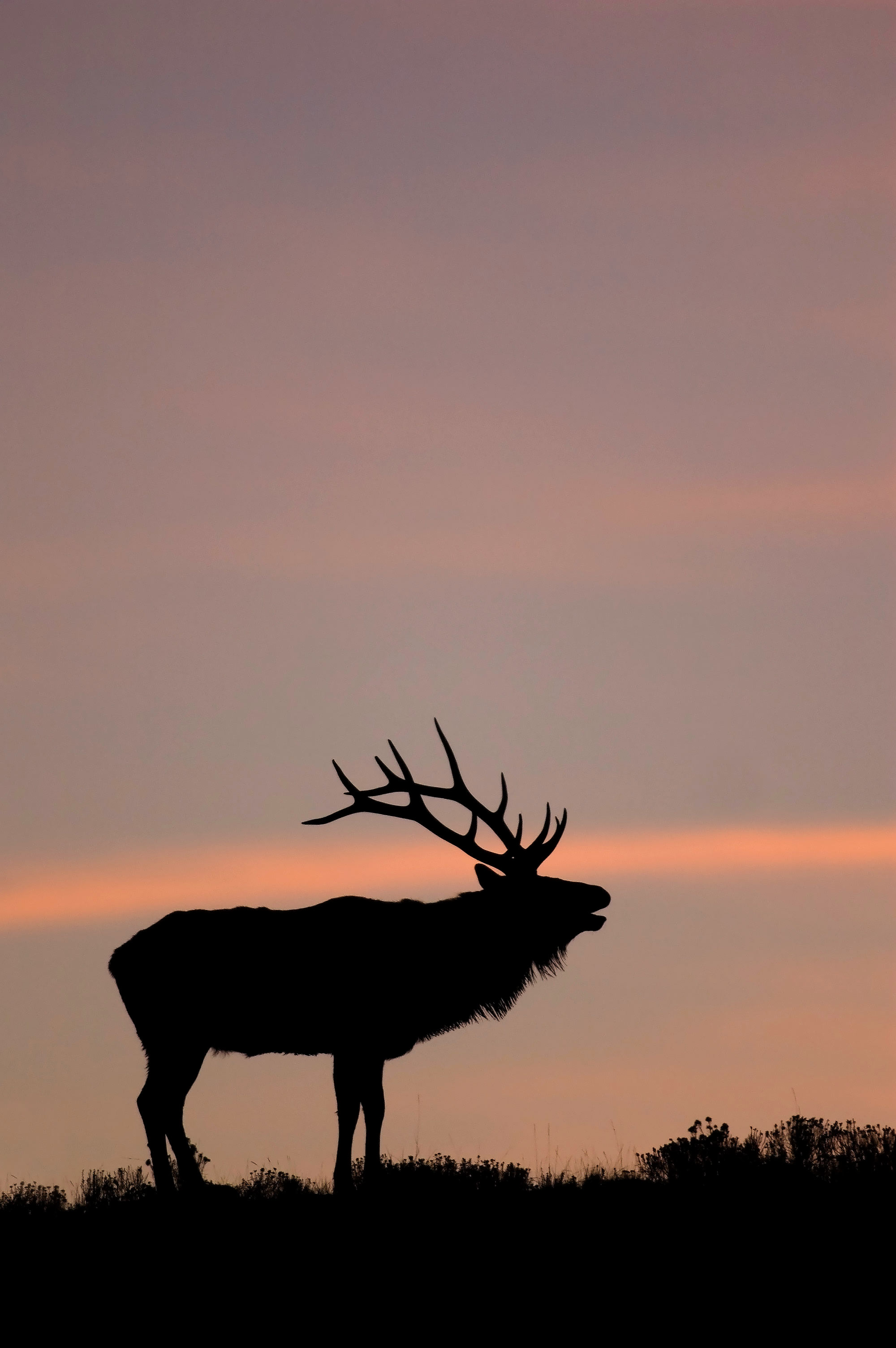 Elk Hunting Wallpaper Iphone - HD Wallpaper 