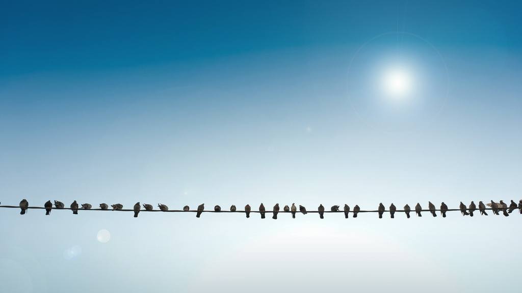 Pigeons Wire - HD Wallpaper 