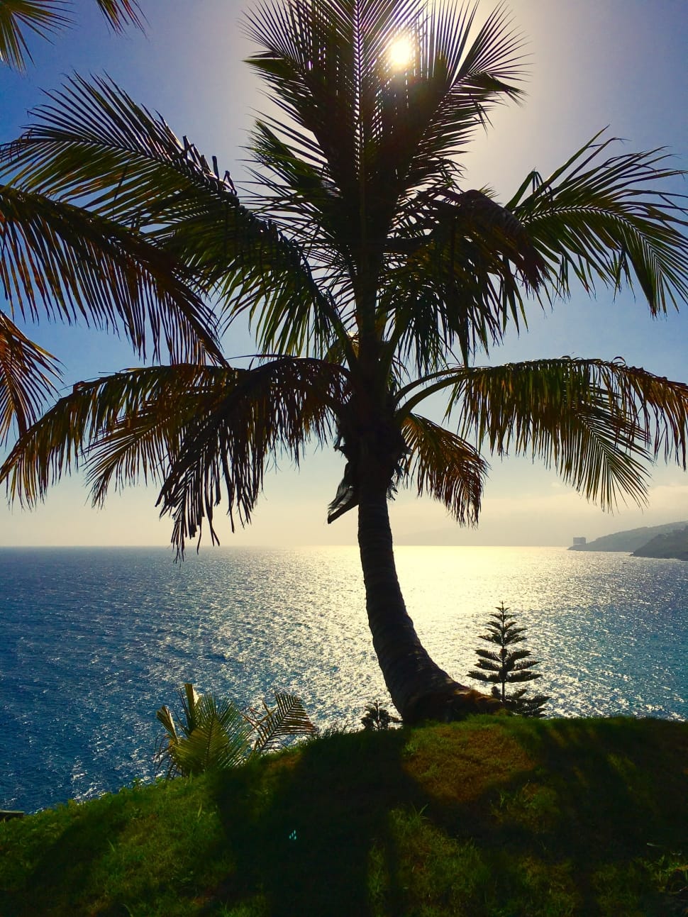 Nature, Tenerife, Palm, Canary Islands, Palm Tree, - Tenerife Palme - HD Wallpaper 