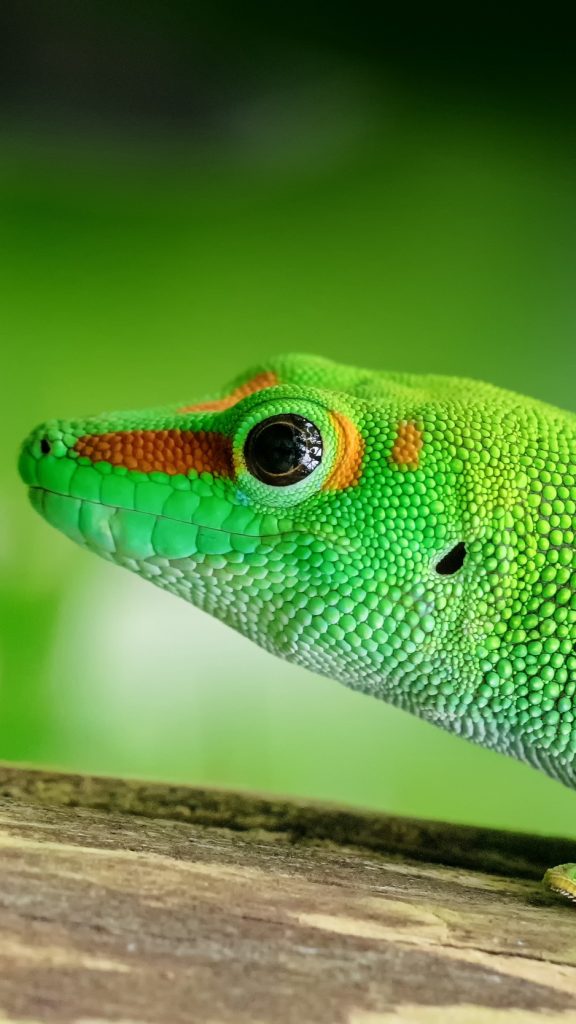 Gecko Animal - HD Wallpaper 