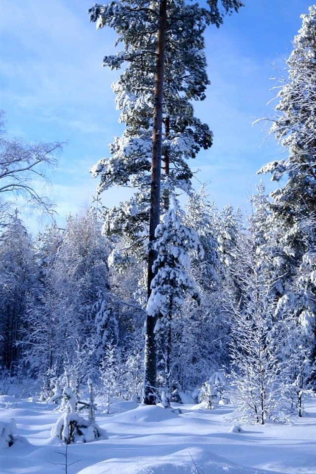 Pink Winter - HD Wallpaper 