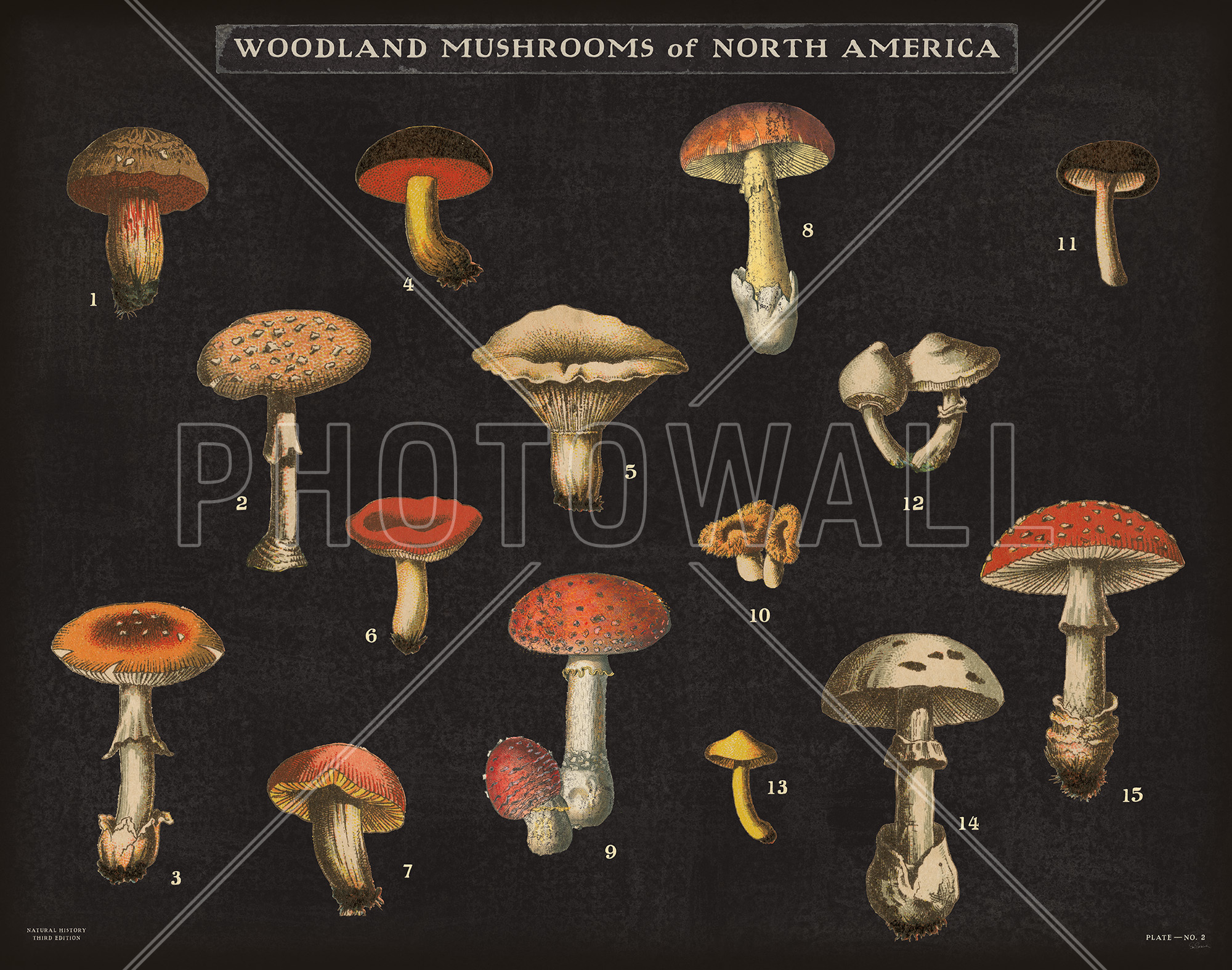 Mushroom Chart - Wallpaper - Kitchen - Mushroom Chart - HD Wallpaper 