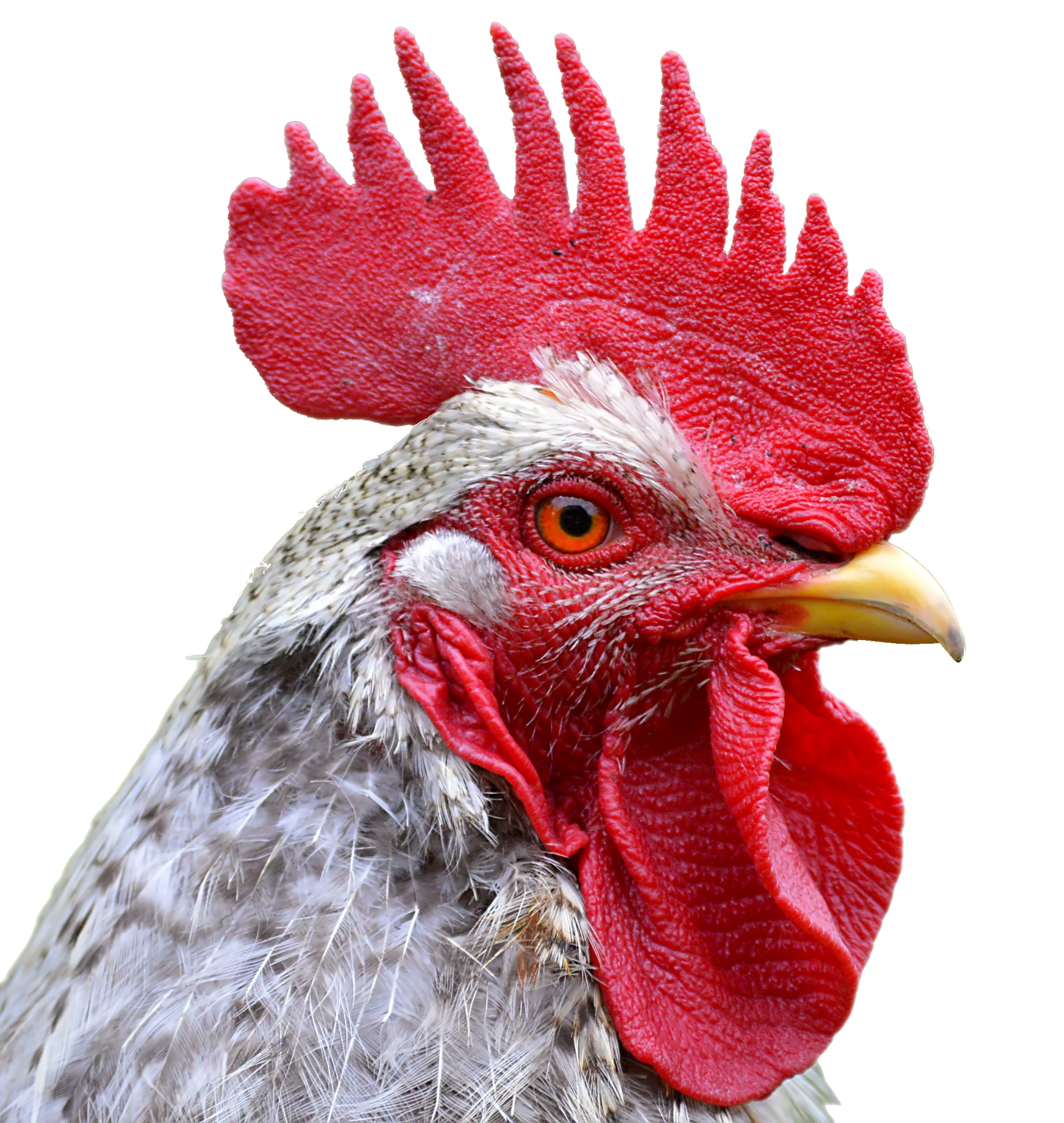 Transparent Background Wallpaper Cock Bird Poultry - Animal Heads Png Transparent Background - HD Wallpaper 