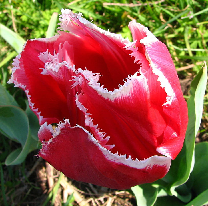 Border, Flower, Fringe, Fringed Tulip, Nature, Plant, - Tulip - HD Wallpaper 