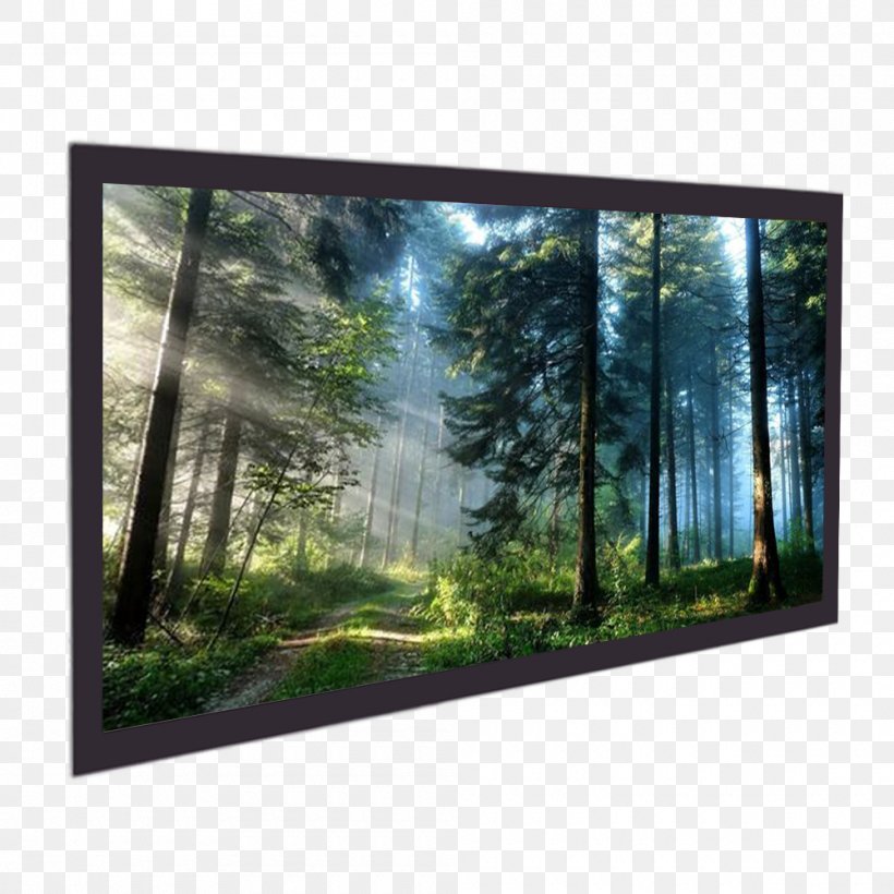 Desktop Wallpaper Mobile Phones Display Resolution - Mystical Forest Background - HD Wallpaper 
