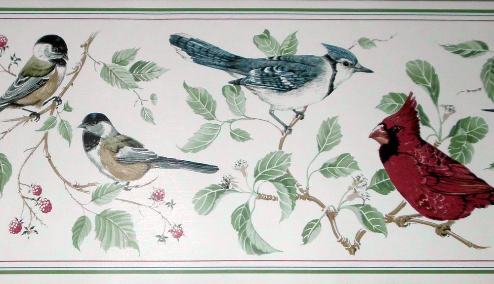 Blue Jay - HD Wallpaper 