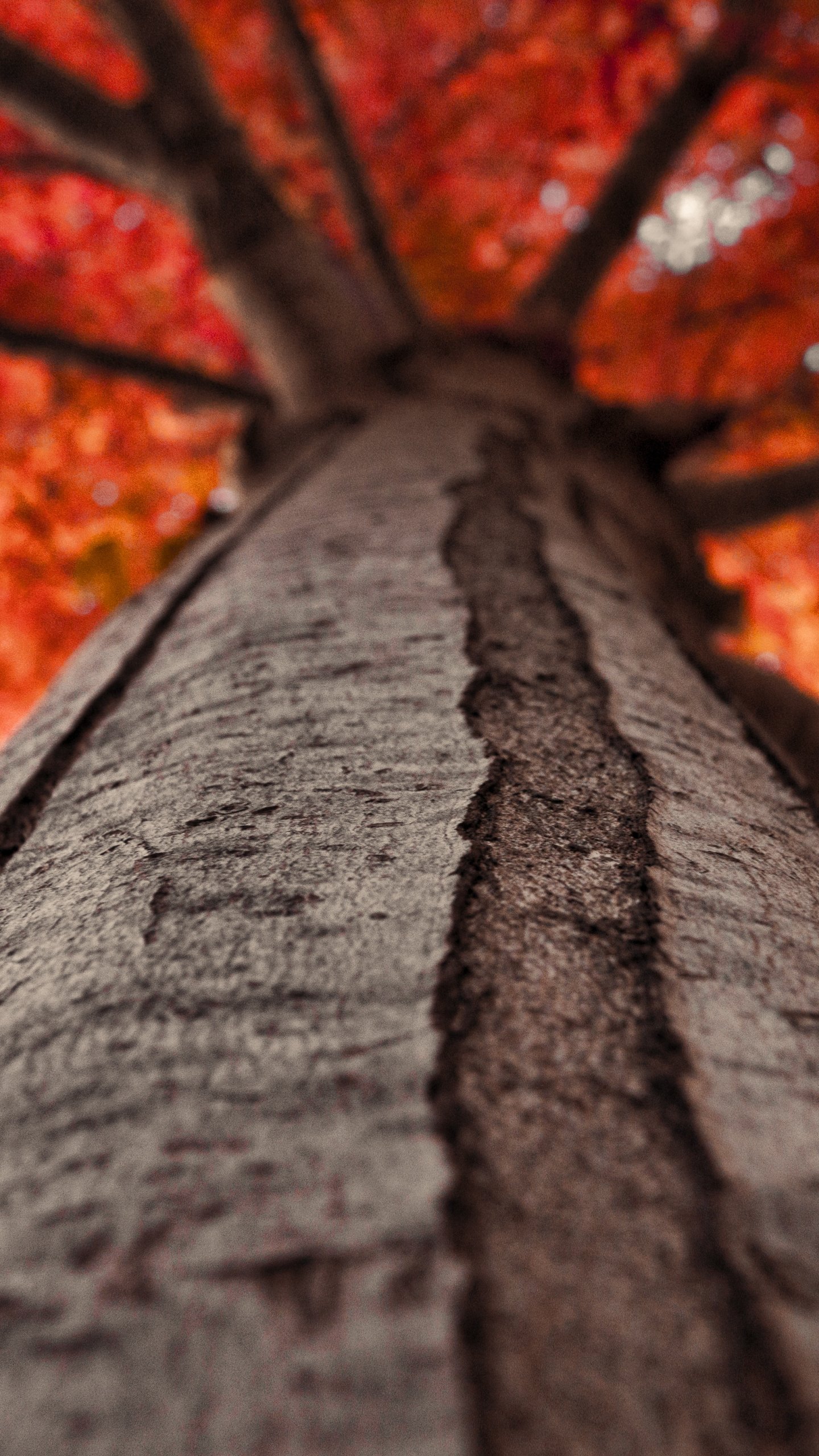 Looking Up A Tree Trunk - HD Wallpaper 