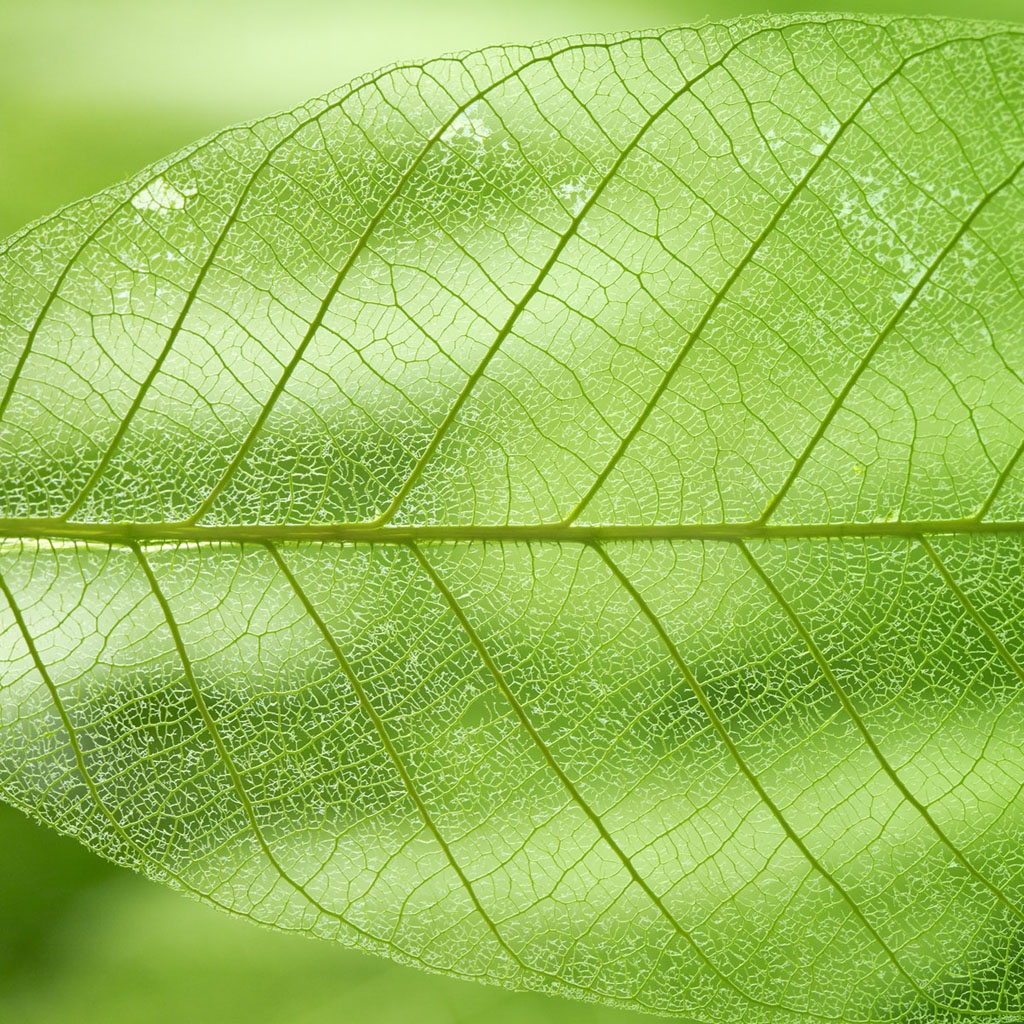 Leaf Translucent - HD Wallpaper 