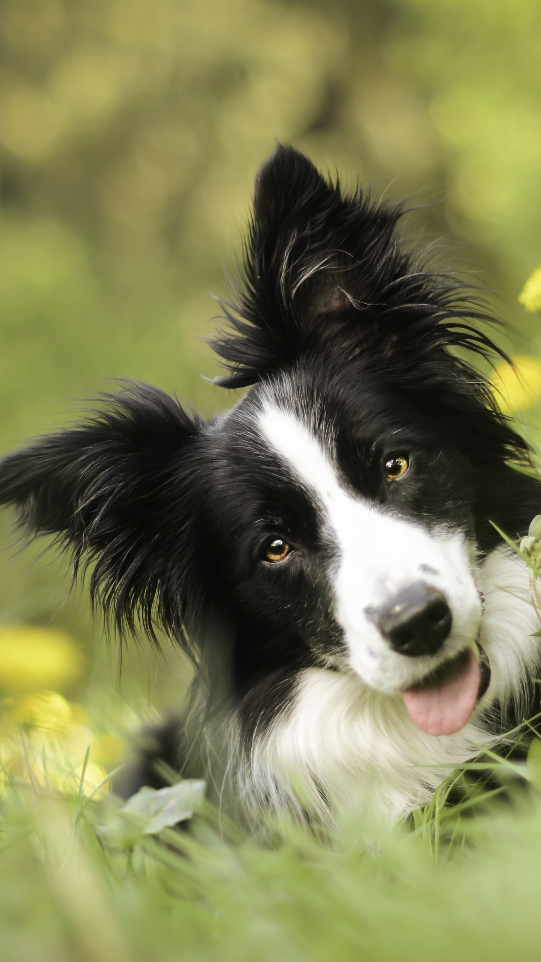 Border Collie Wallpaper Phone - HD Wallpaper 