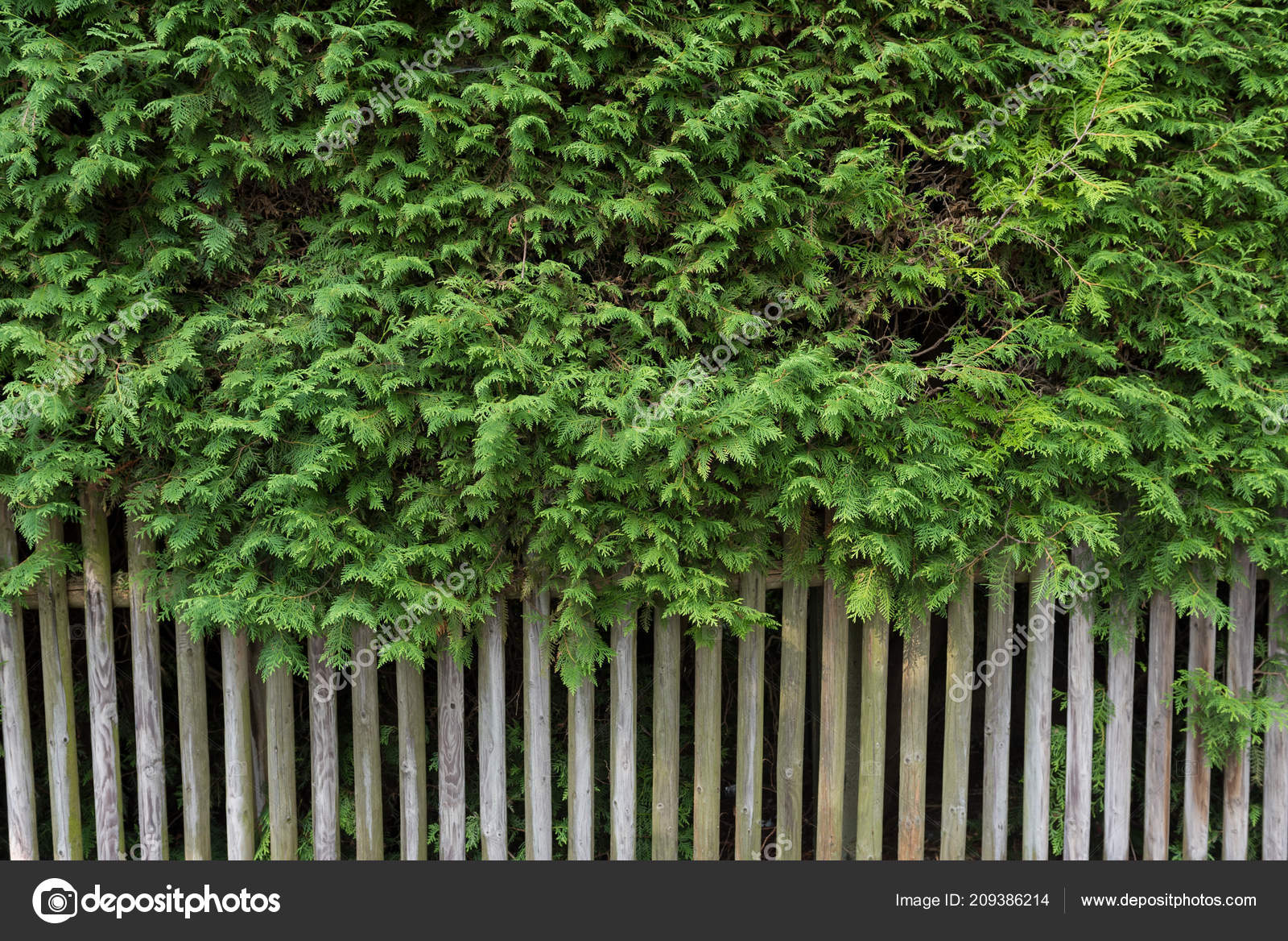 Royalty-free - HD Wallpaper 