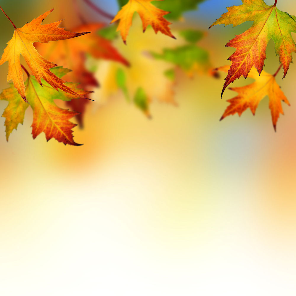 Autumn Leaves Background Border - Powerpoint Background Autumn - HD Wallpaper 