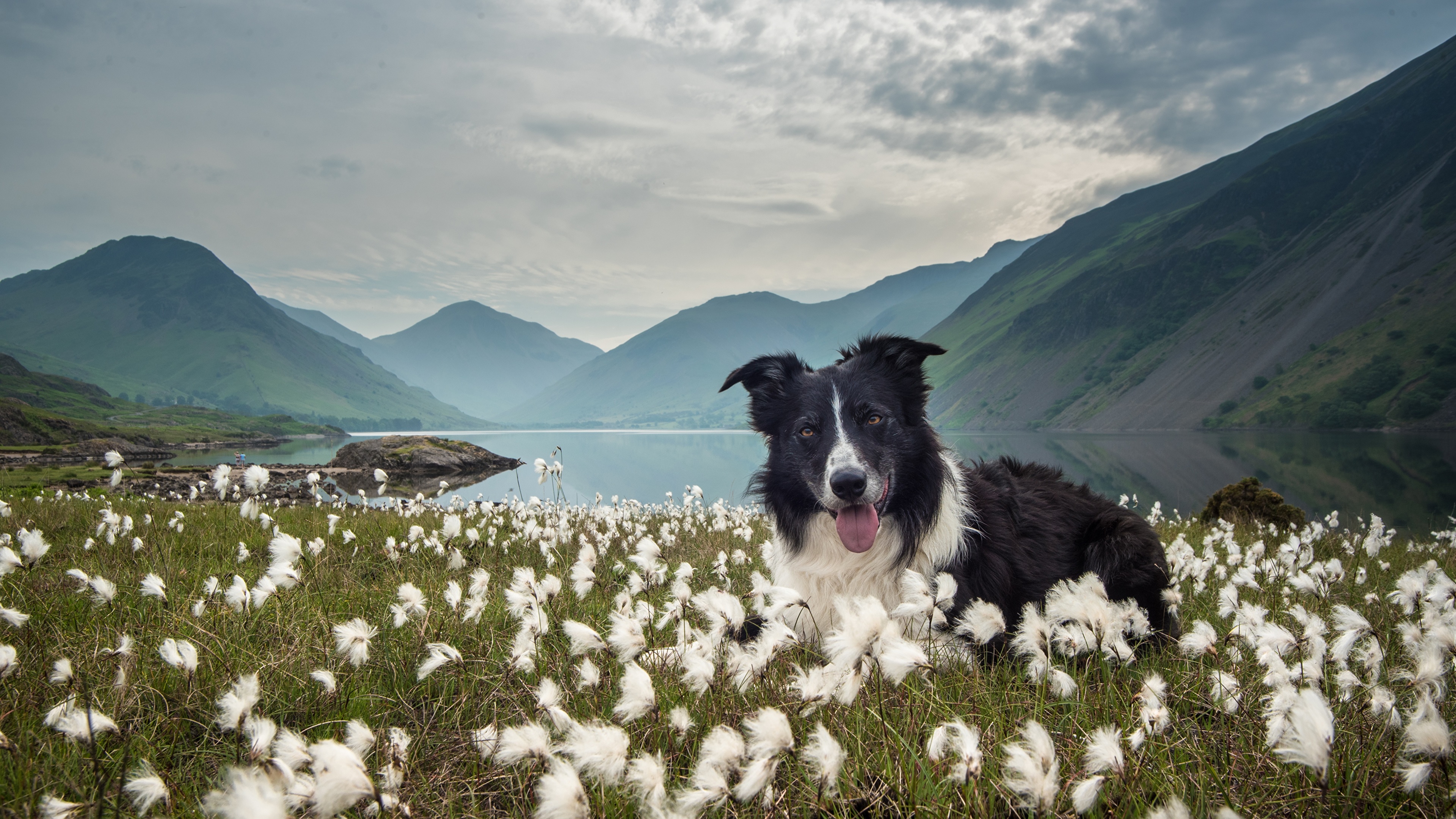Border Collie Mountain - HD Wallpaper 