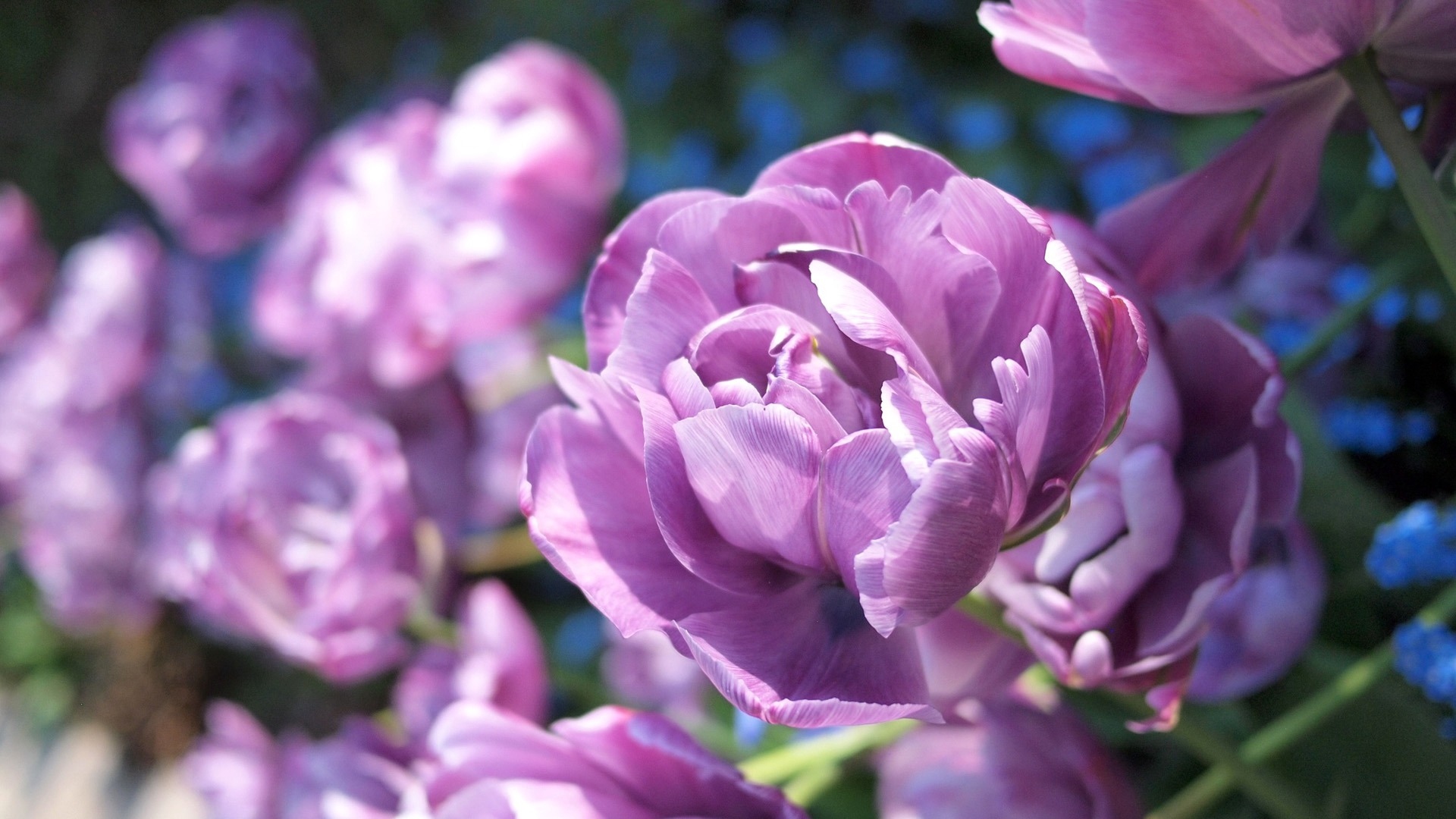 Wallpaper Flower, Petals, Plant, Budget - Tulip - HD Wallpaper 