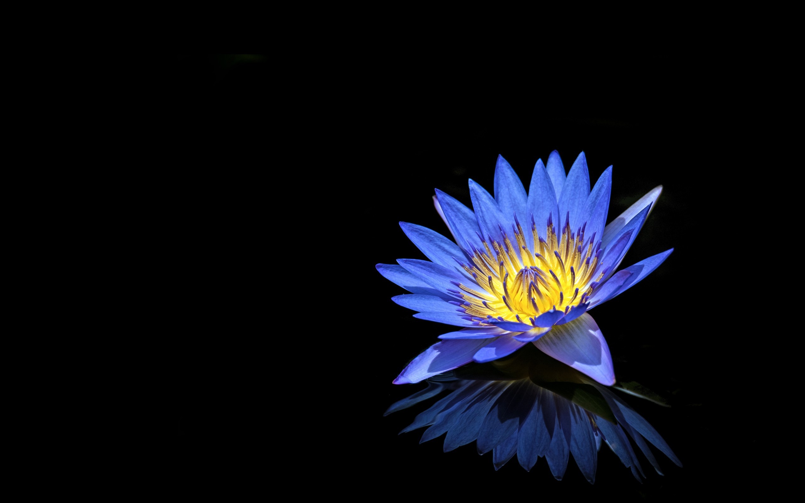 Blue Water Lily, Petals, Reflection - Flower On Black Background - HD Wallpaper 
