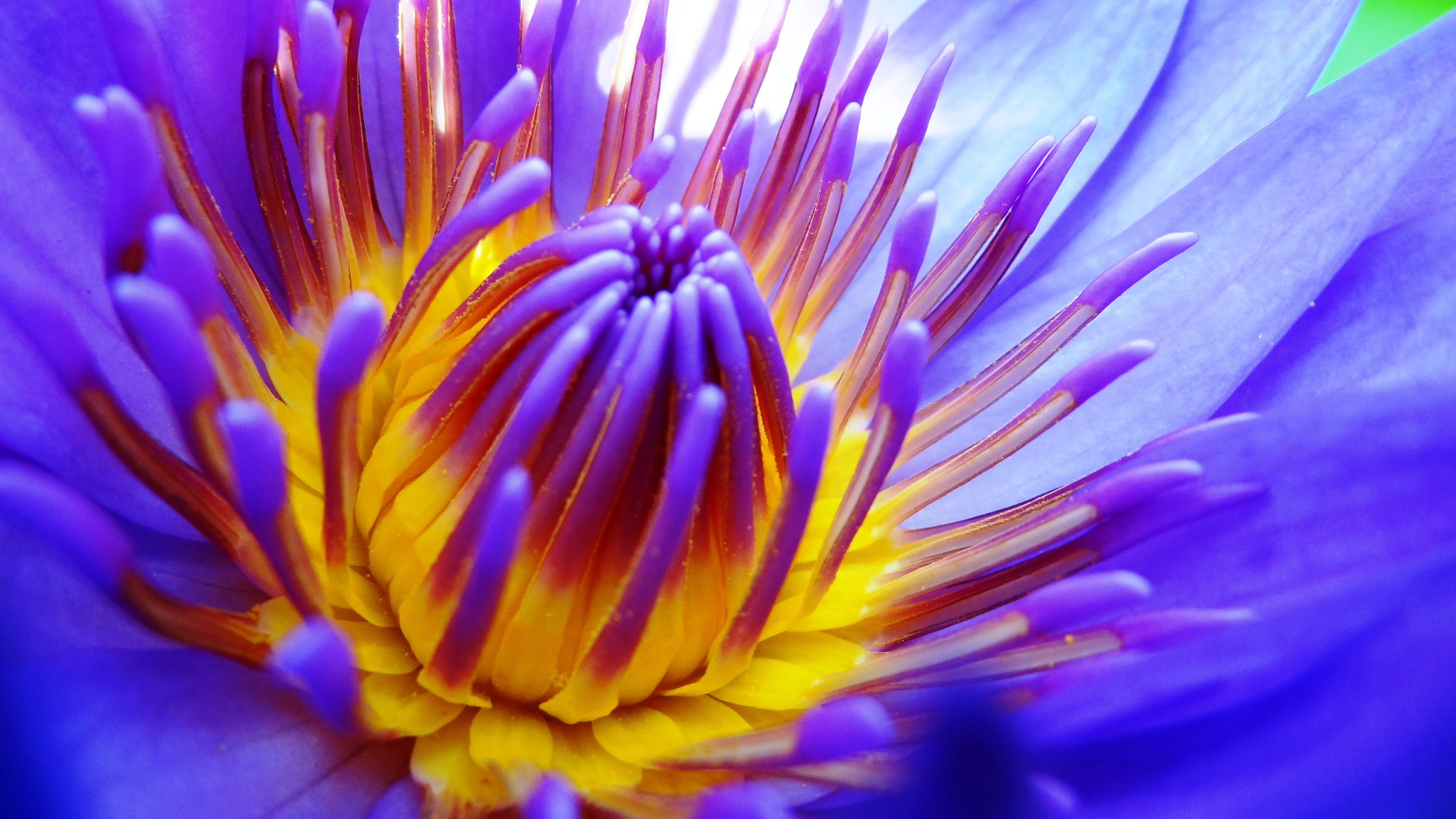 Water Lily Macro - HD Wallpaper 