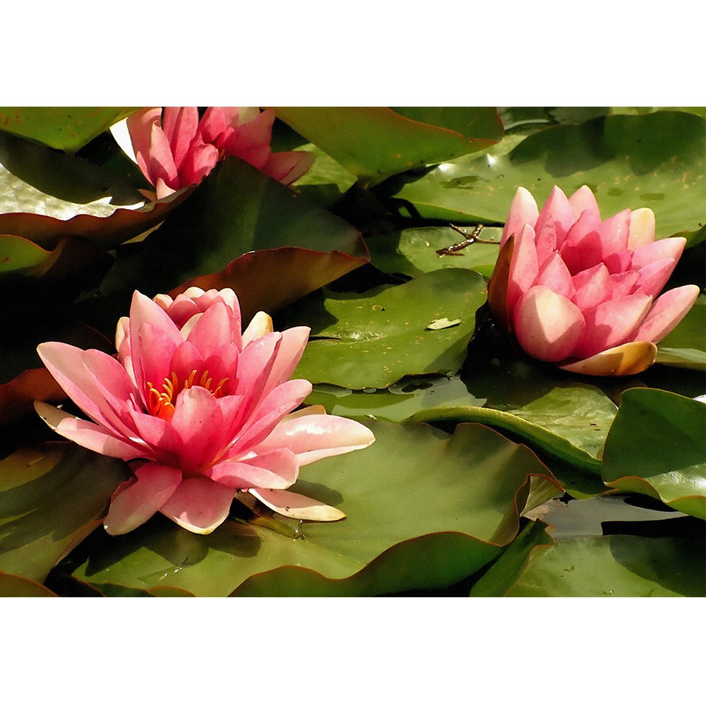 Poster - HD Wallpaper 