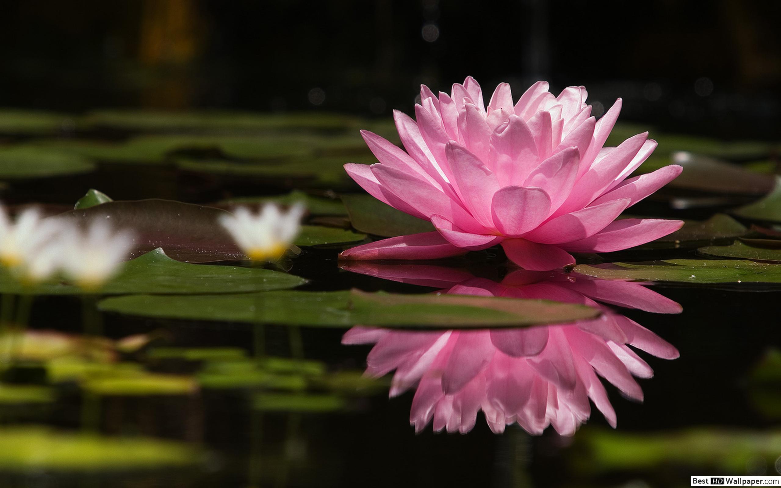 Pink Flower Lily Pad - HD Wallpaper 