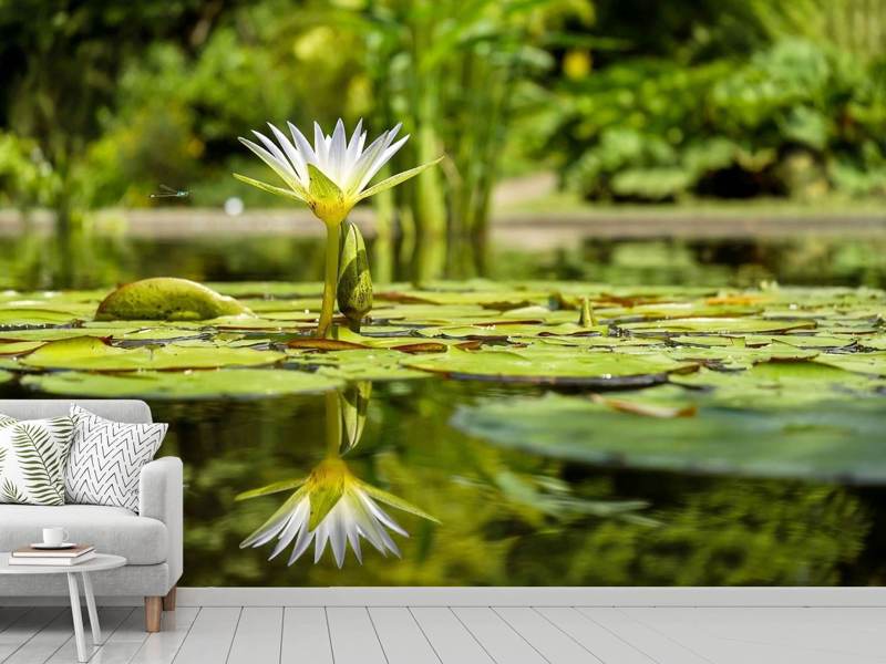 Photo Wallpaper Water Lily In Nature - Green Healing Picture Nature - HD Wallpaper 