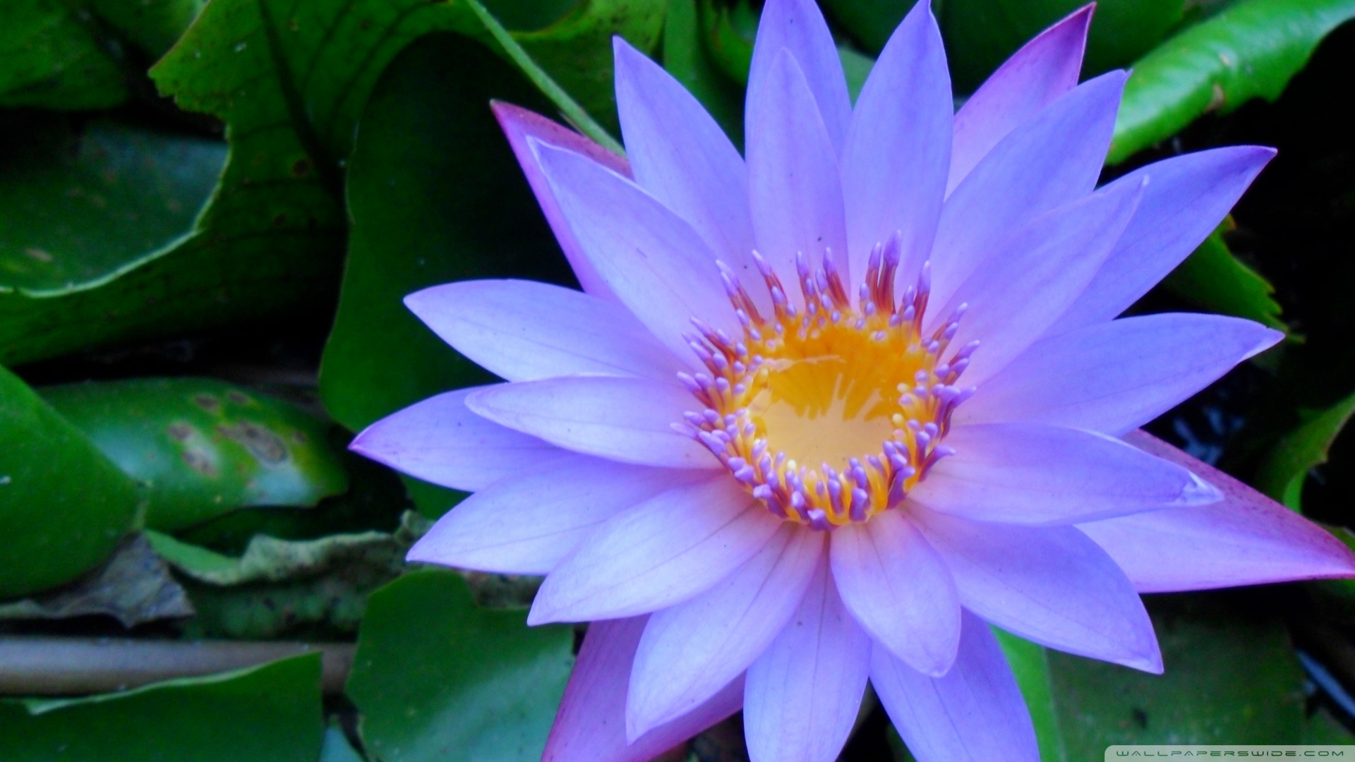 Cape Blue Water Lily Wallpaper - Lily And Water Lily - HD Wallpaper 