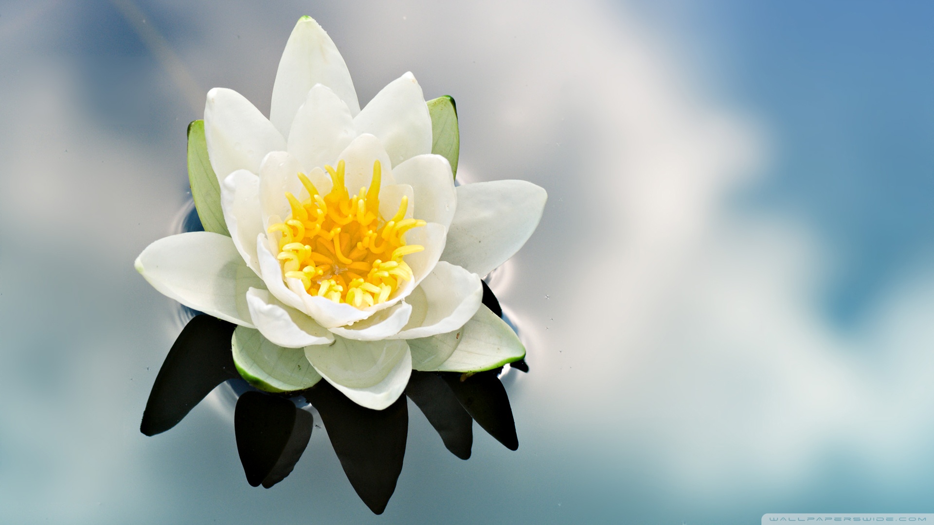 Water Lily High Definition - HD Wallpaper 
