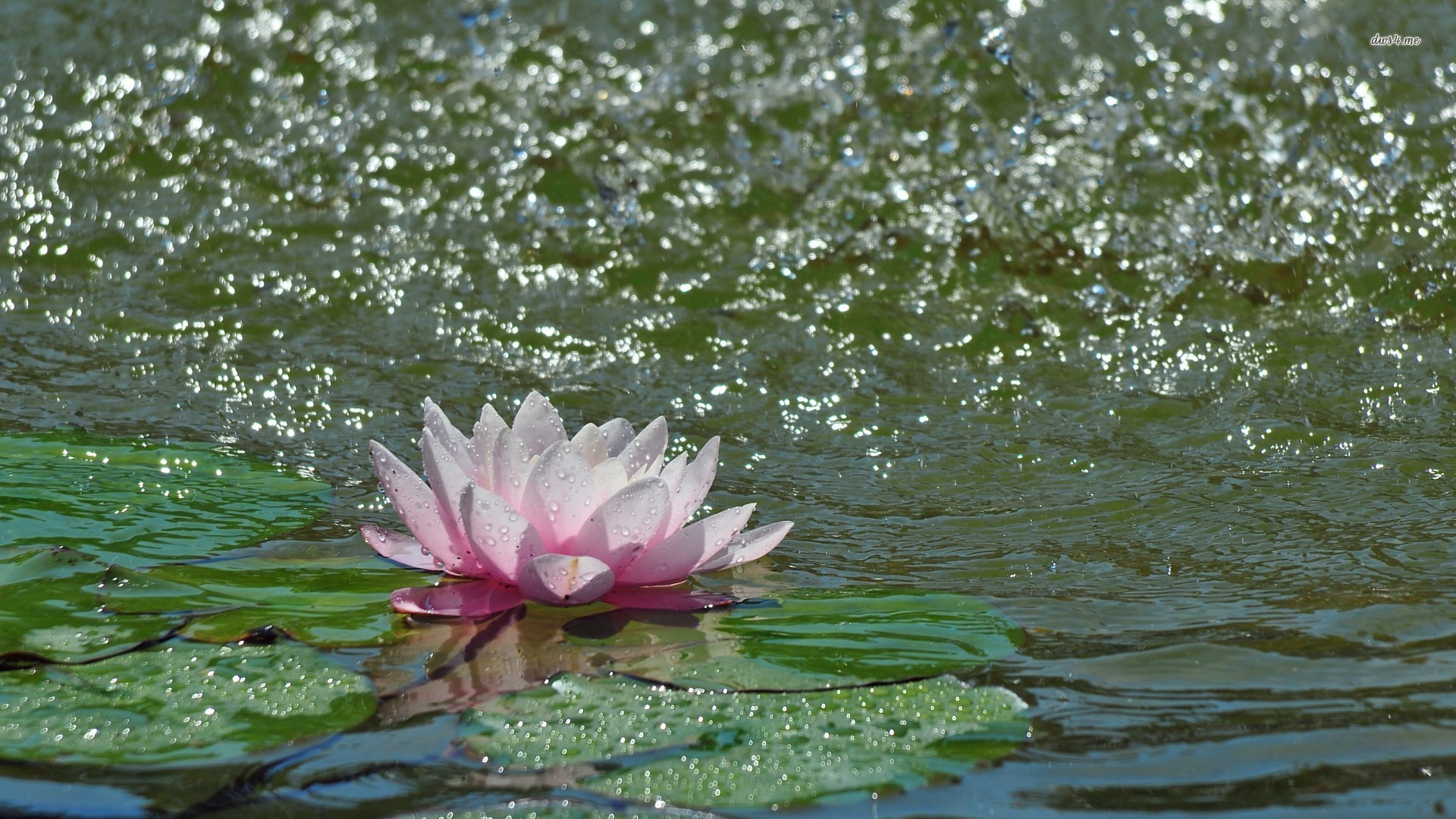 Sacred Lotus - HD Wallpaper 