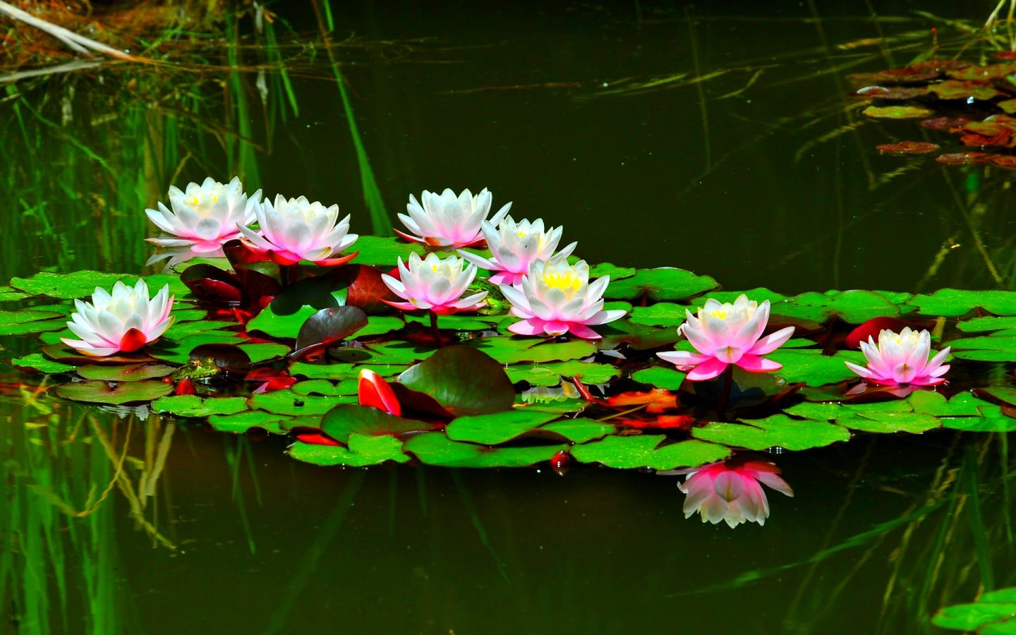 Lotus Flowers In Pond - HD Wallpaper 