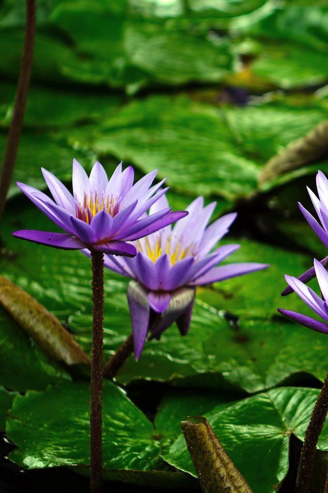 Water Lily, Flower, Pond, Aquatic, Purple, Water, Bloom - Water Lily Flower  - 640x960 Wallpaper 
