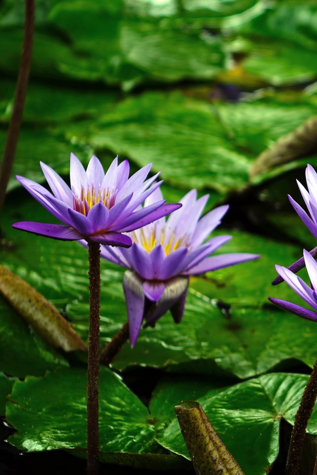 Water Lily, Flower, Pond, Aquatic, Purple, Water, Bloom - Water Lily Flower - HD Wallpaper 