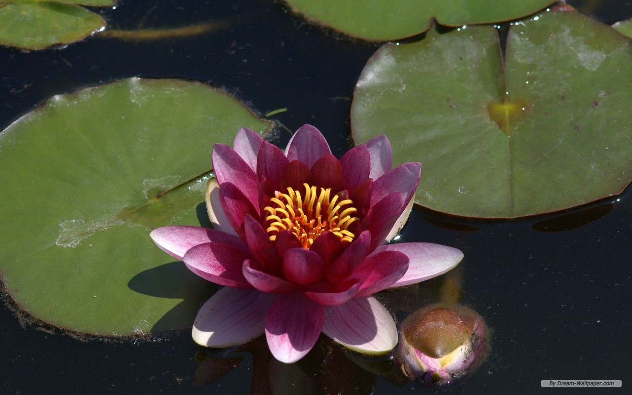 Free Flower Wallpaper - Sacred Lotus - HD Wallpaper 