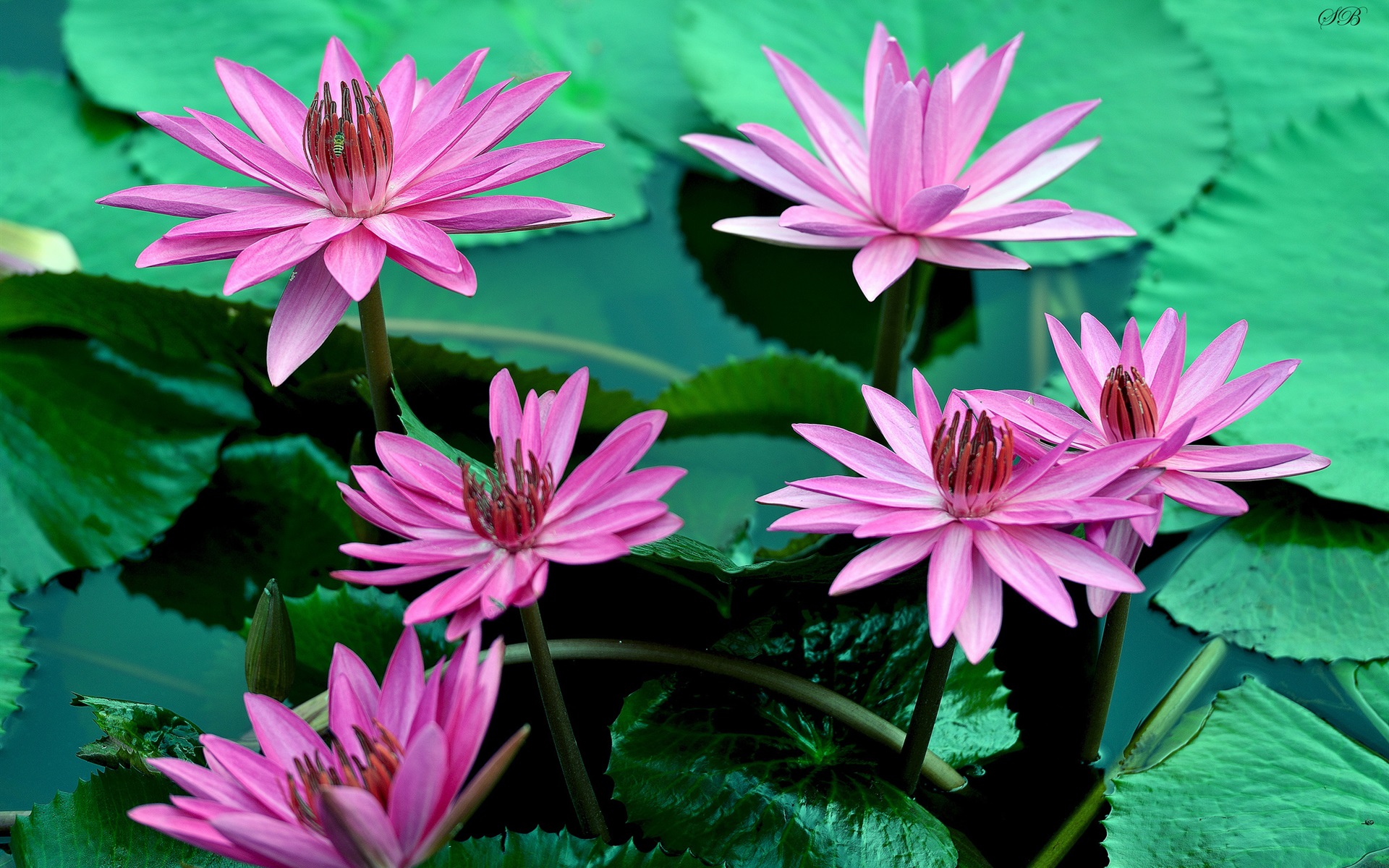 Water Lily Flower Hd - HD Wallpaper 