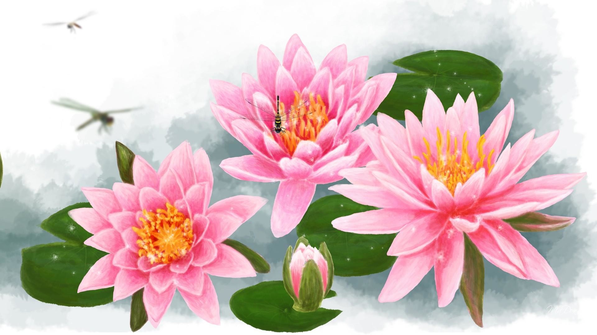 Water Lily Wallpapers Wallpaper - Water Lilies - HD Wallpaper 