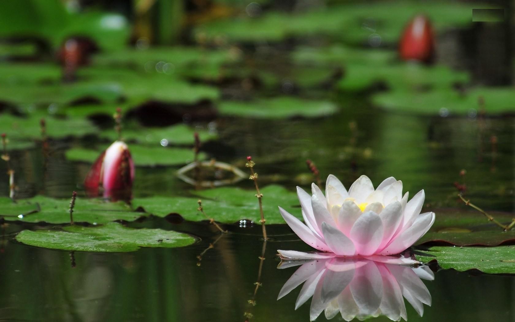 #1rcf5uo Water Lily Wallpaper For Computer - Lotus Flower On Water - HD Wallpaper 