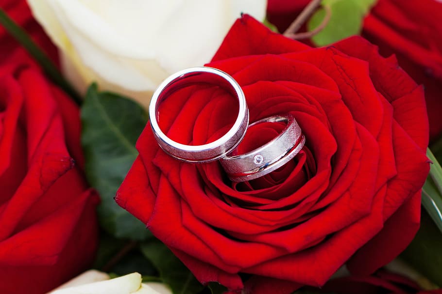 Two Silver-colored Rings On Red Flower, Rose, Wedding, - Ring With Red Flower - HD Wallpaper 