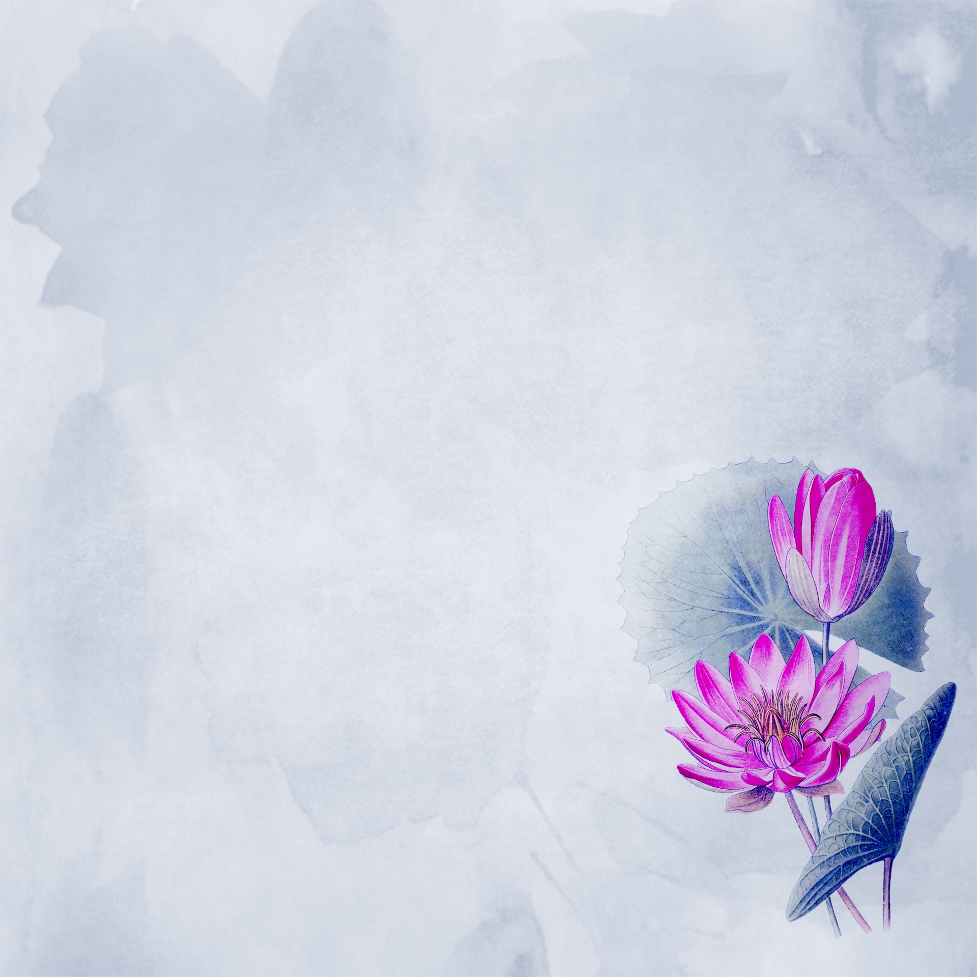 Water lily Water lilies Lilies Free Photo - Masszázs Árlista - HD Wallpaper 