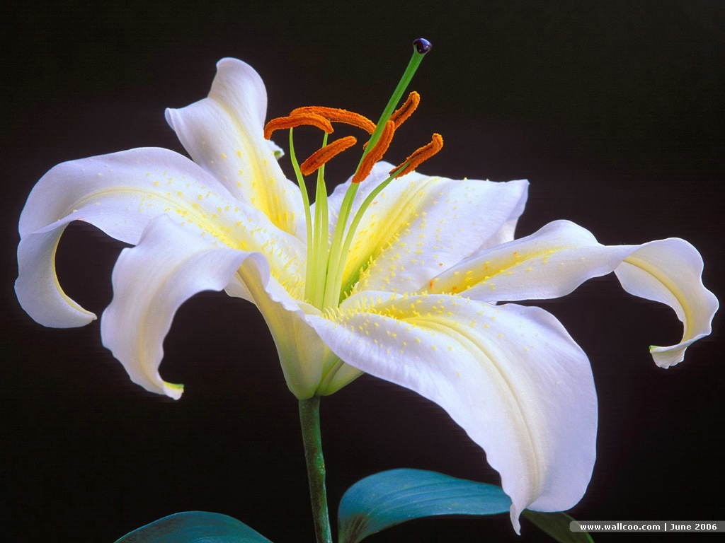 Digital Flower Photography - Lily Flower - HD Wallpaper 