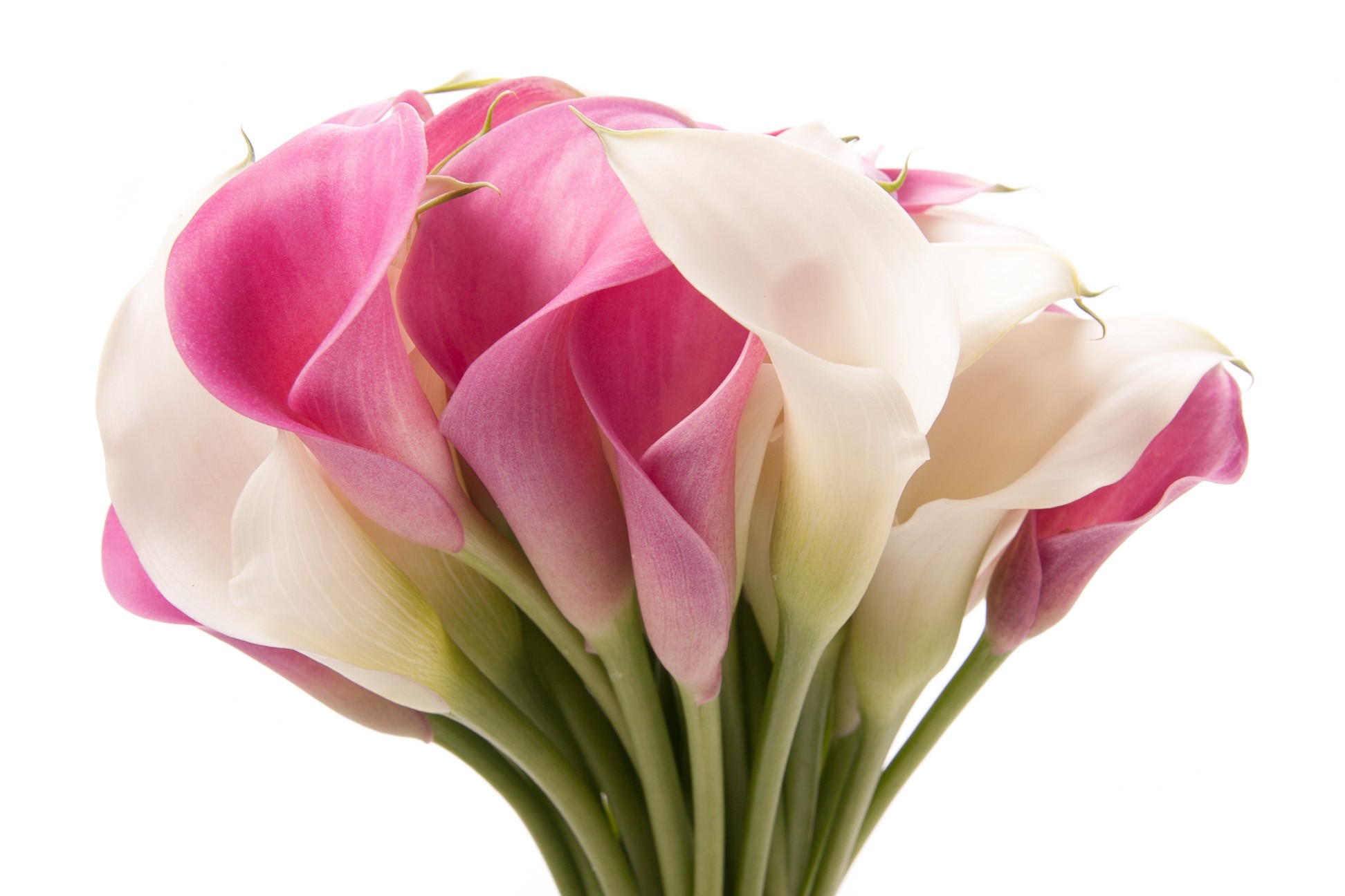 Pink And White Calla Lily - HD Wallpaper 