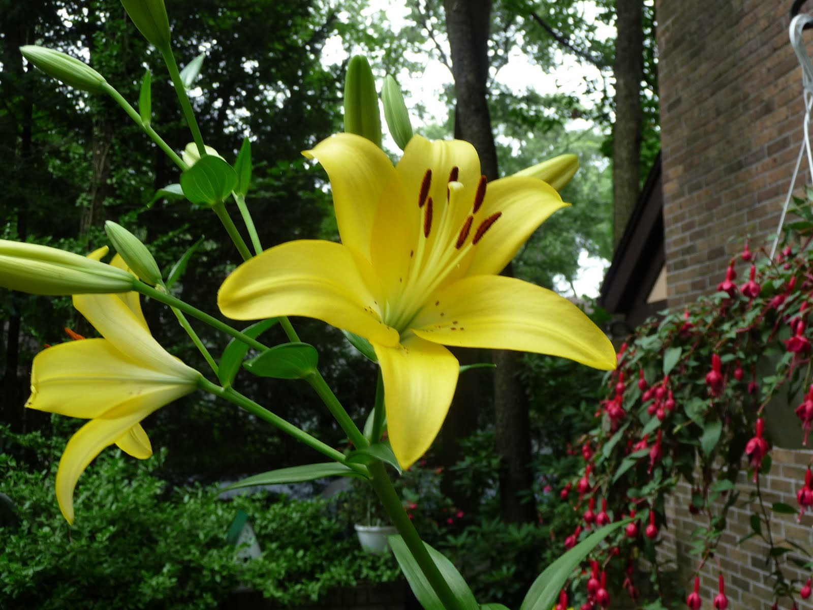 Lily Flower Photos Wallpaper - Download Wallpaper Flower Lily - HD Wallpaper 