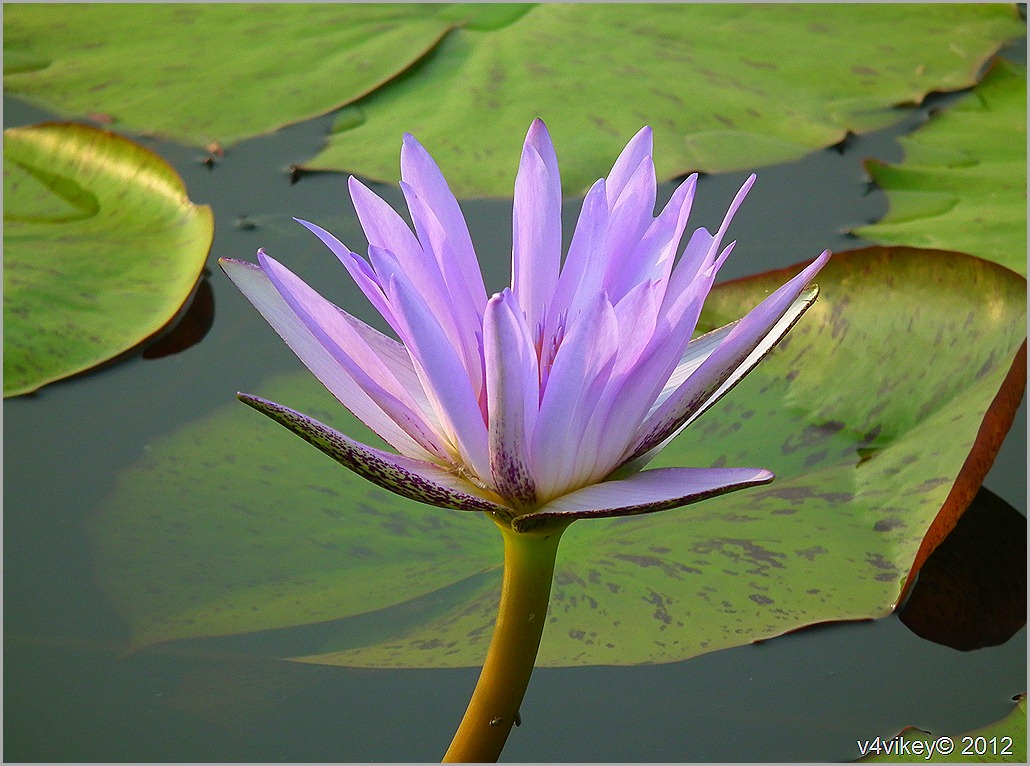 Birds And Flowers - Sacred Lotus - HD Wallpaper 