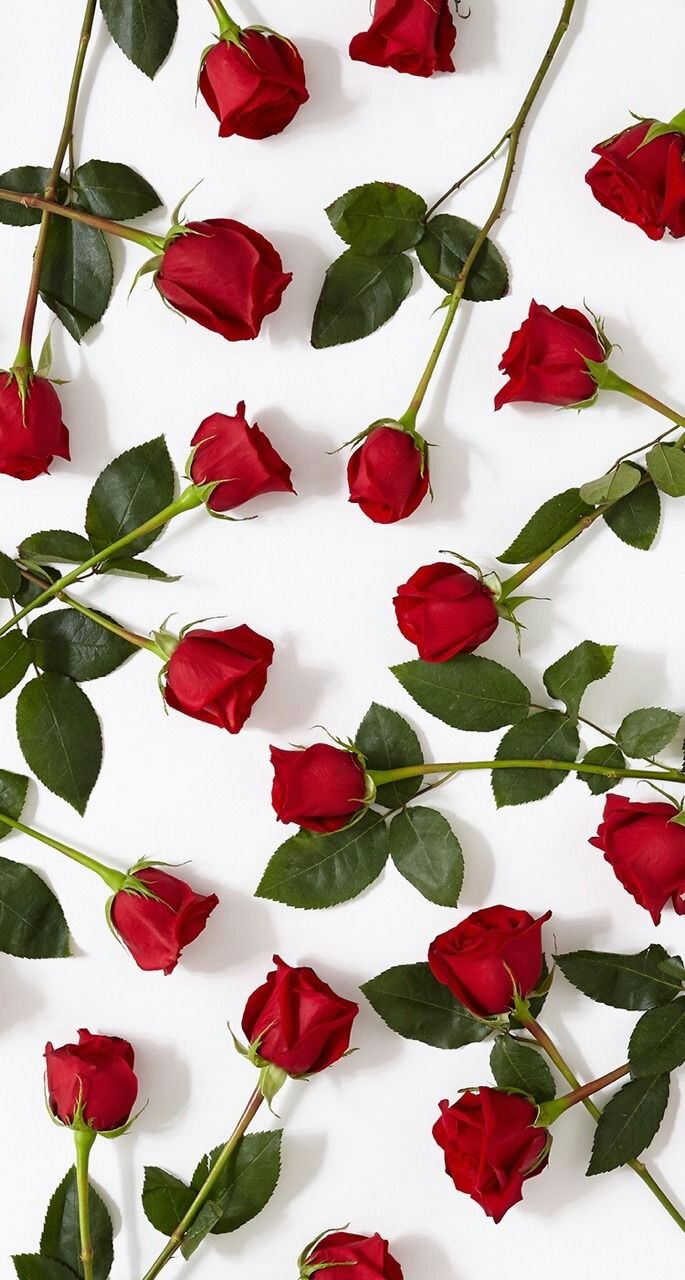 Rose, Wallpaper, And Red Image - Cover Highlight Instagram Red - HD Wallpaper 