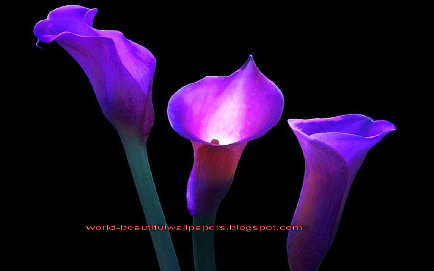 Purple Calla Lilies - HD Wallpaper 