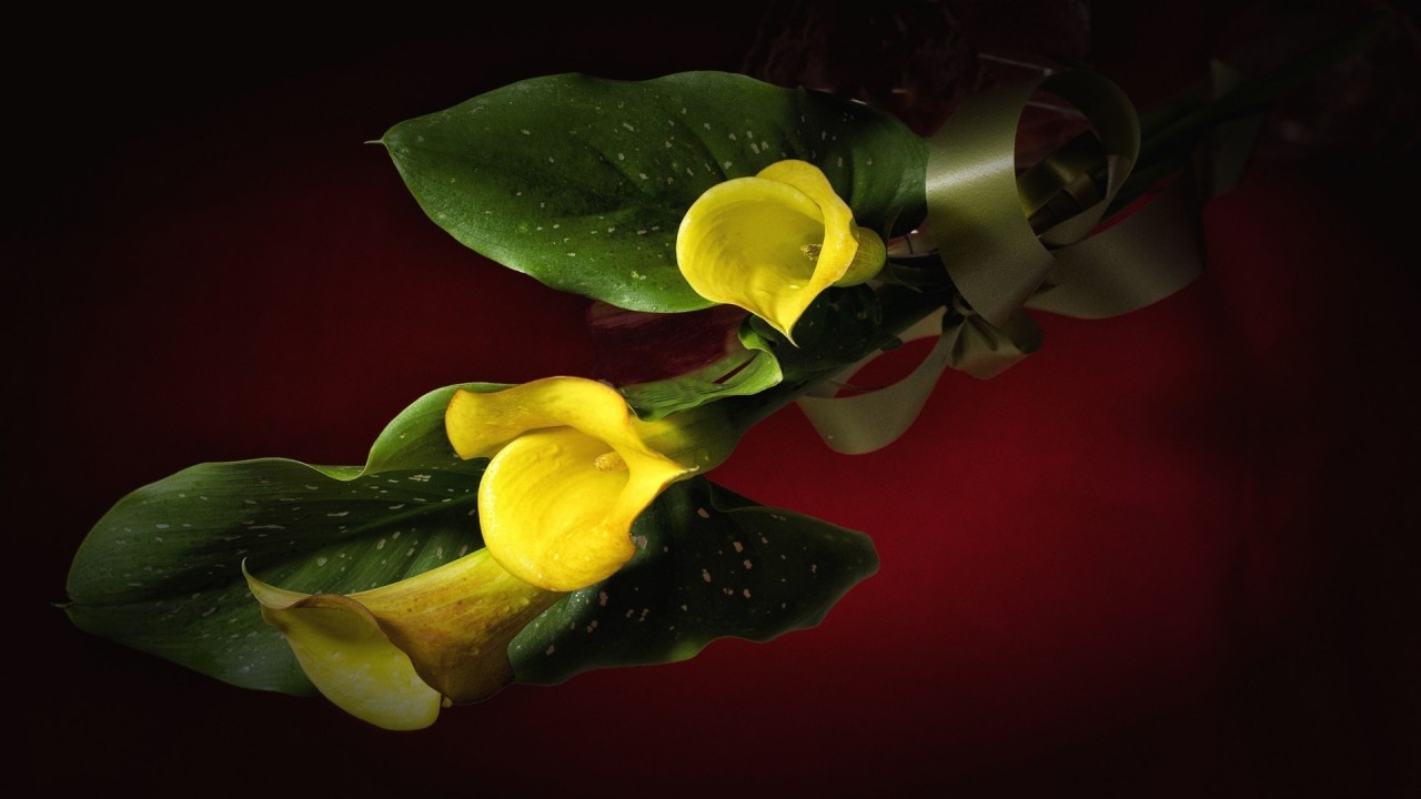 Yellow Calla Lily Wallpapers - Calla Lilies - HD Wallpaper 