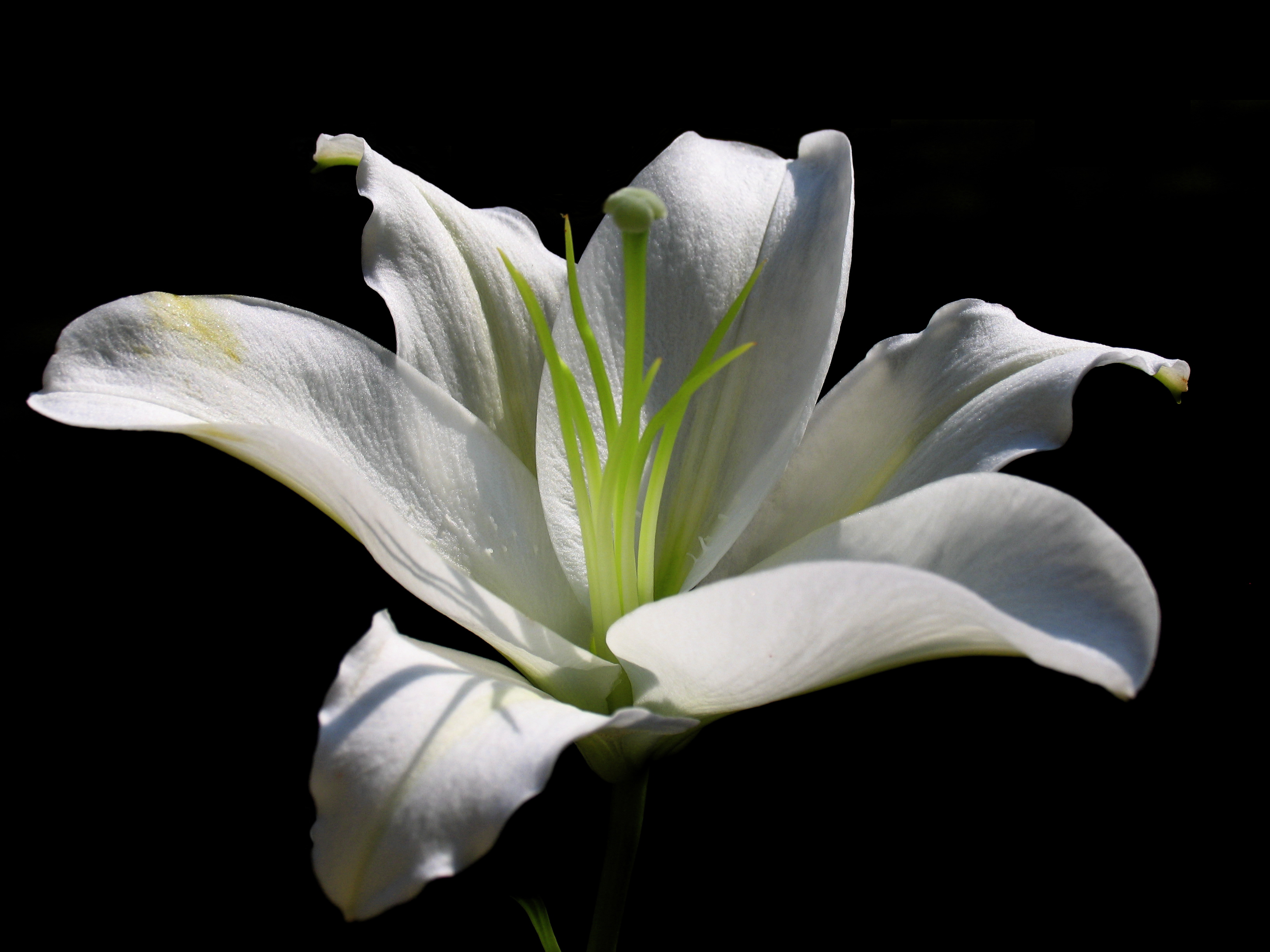 White Lily Flower Computer Wallpapers, Desktop Backgrounds - HD Wallpaper 