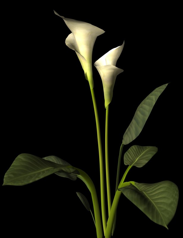 Pixels - Calla Lily Flower Leaves - HD Wallpaper 