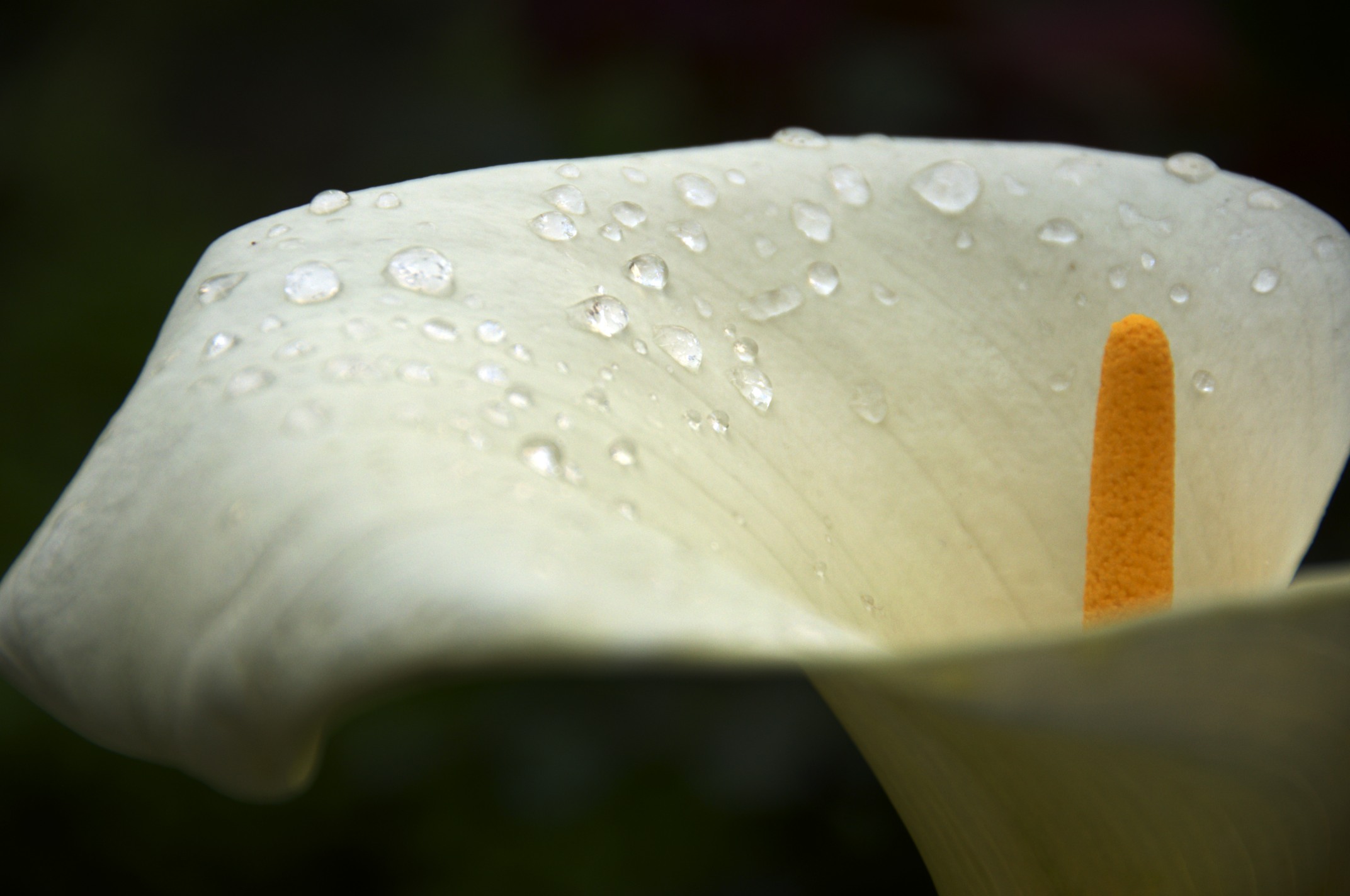 Calla Lily Desktop Wallpaper - Desktop Calla Lilies - HD Wallpaper 